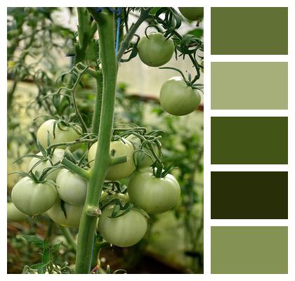 Tomato Plant Tomato Vegetable Garden Image